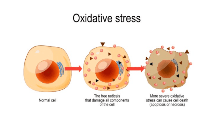 What is Free Radical Oxidative Stress to the Body? - California ...